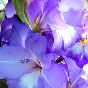 Meet your Posher, Cheri